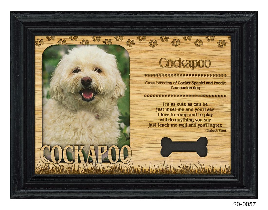 Cockapoo