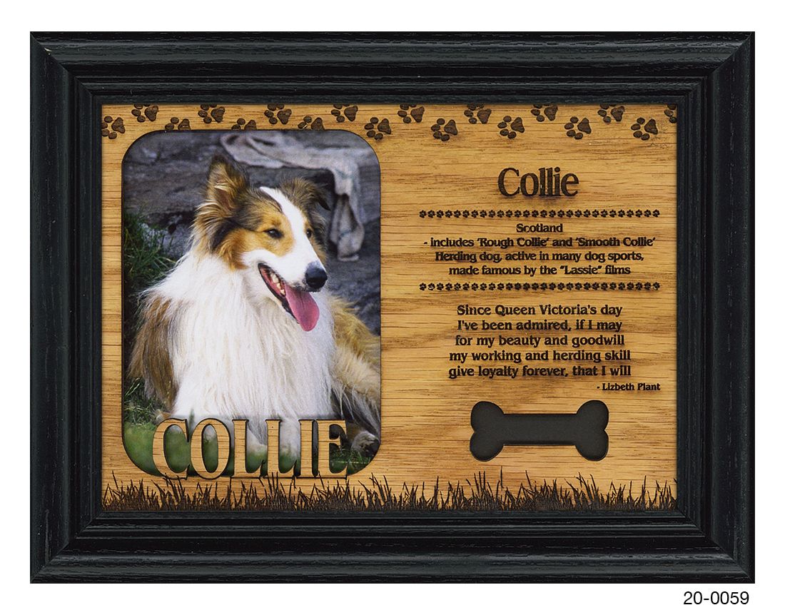 Collie