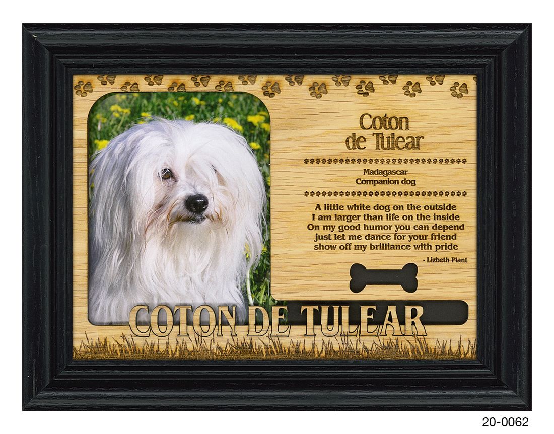 Coton de Tulier