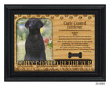 Curly Coated Retriever