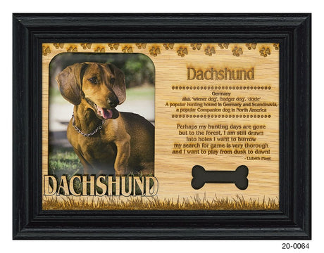 Dachshund