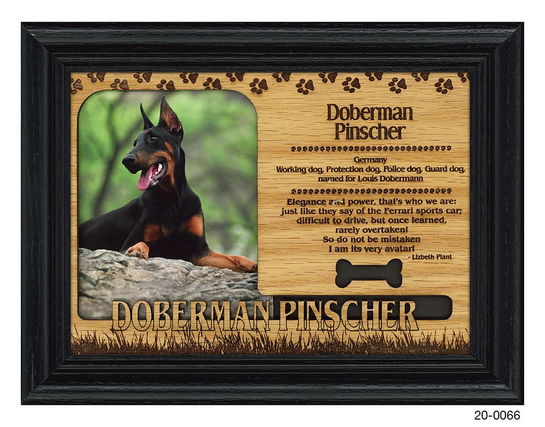 Doberman Pinscher