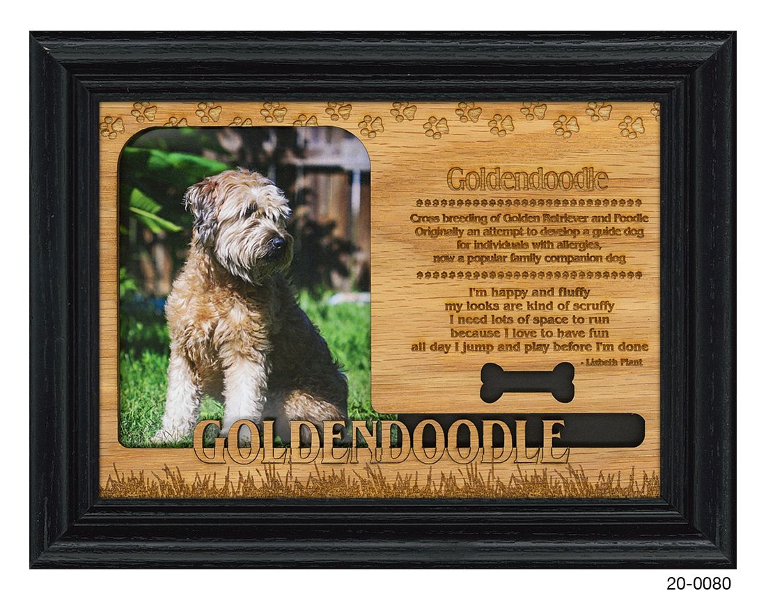 Goldendoodle