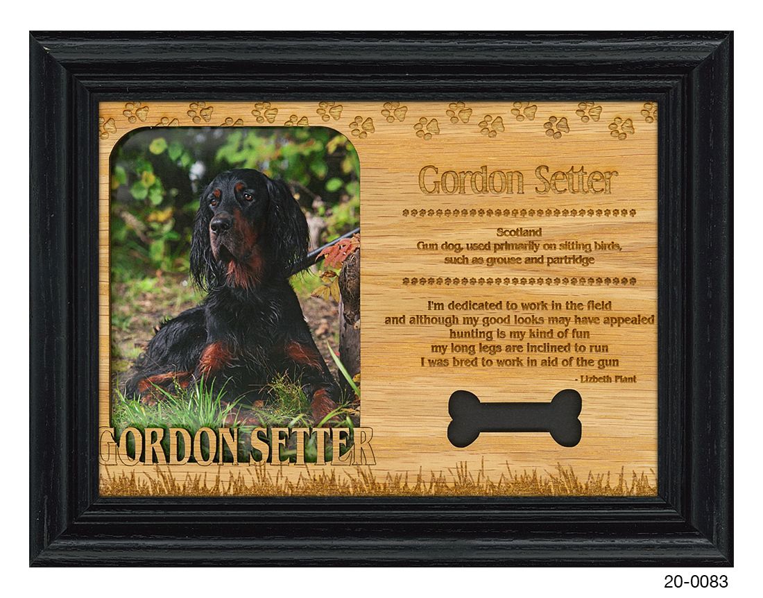 Gordon Setter