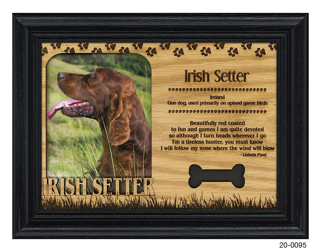 Irish Setter