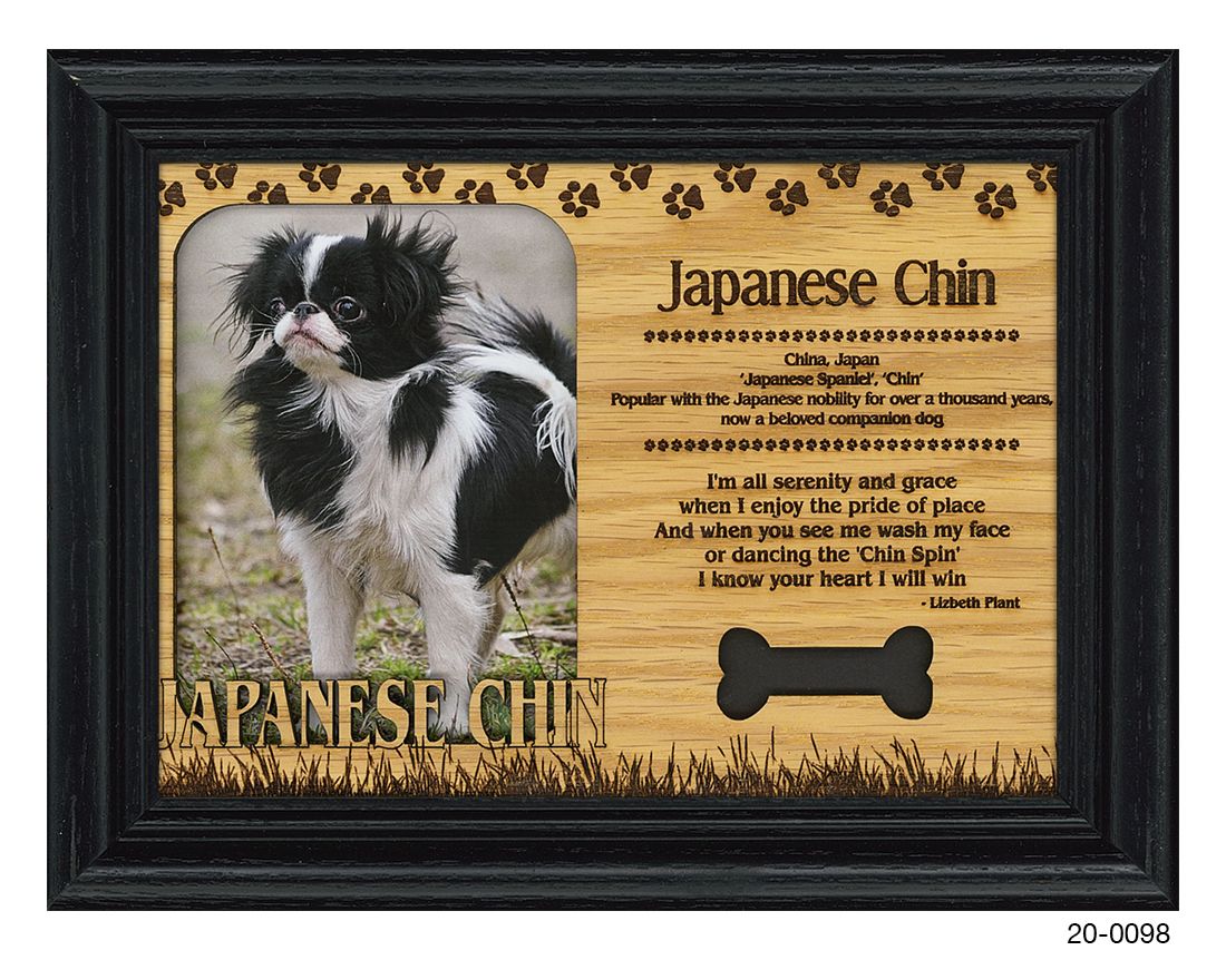 Japanese Chin