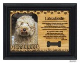 Labradoodle