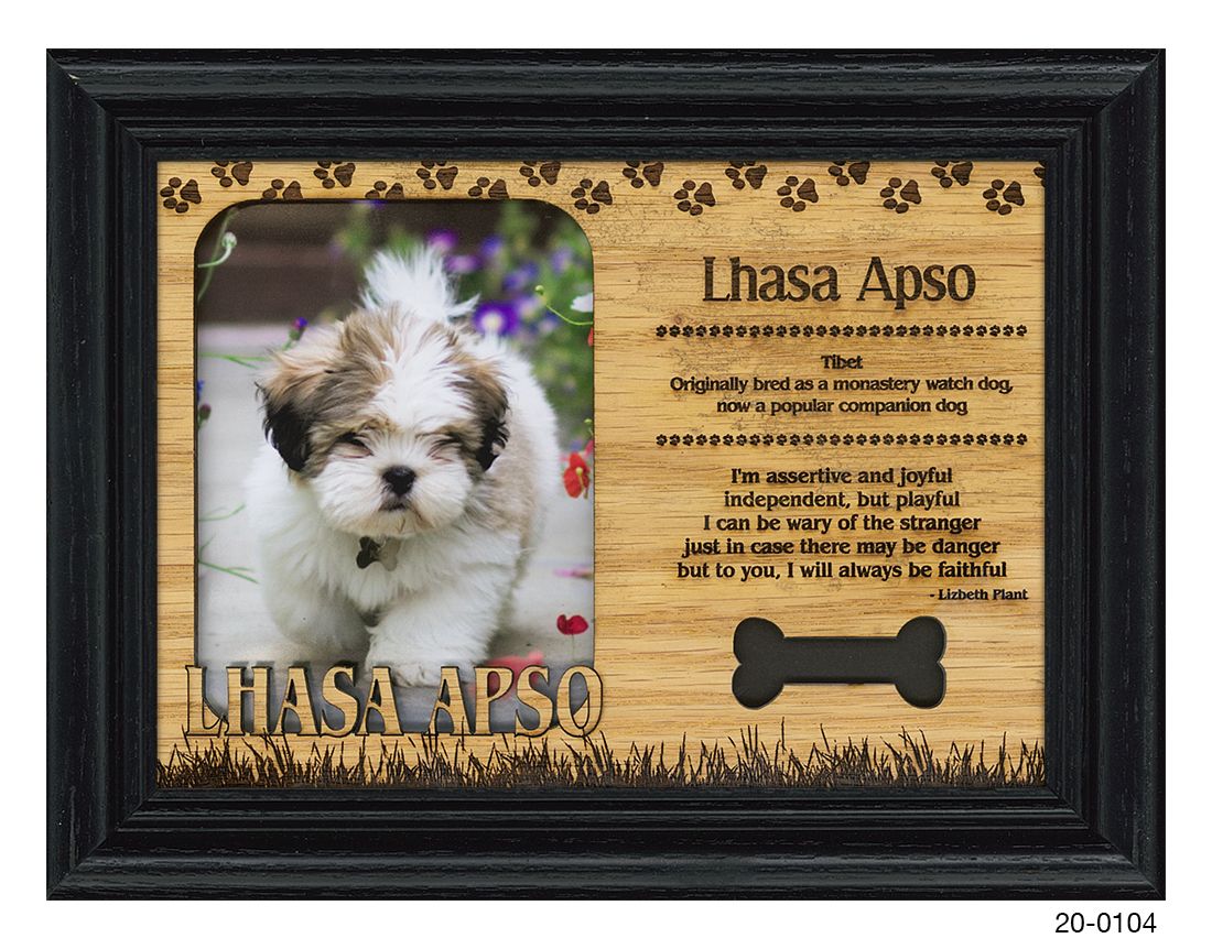 Lhasa Apso