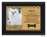 Maltese