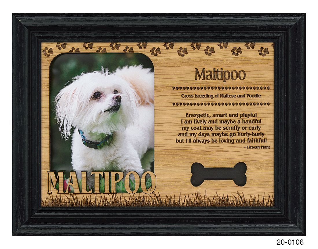 Maltipoo