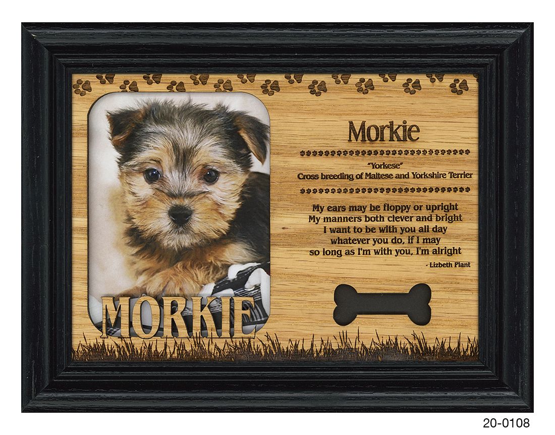 Morkie