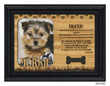 Morkie