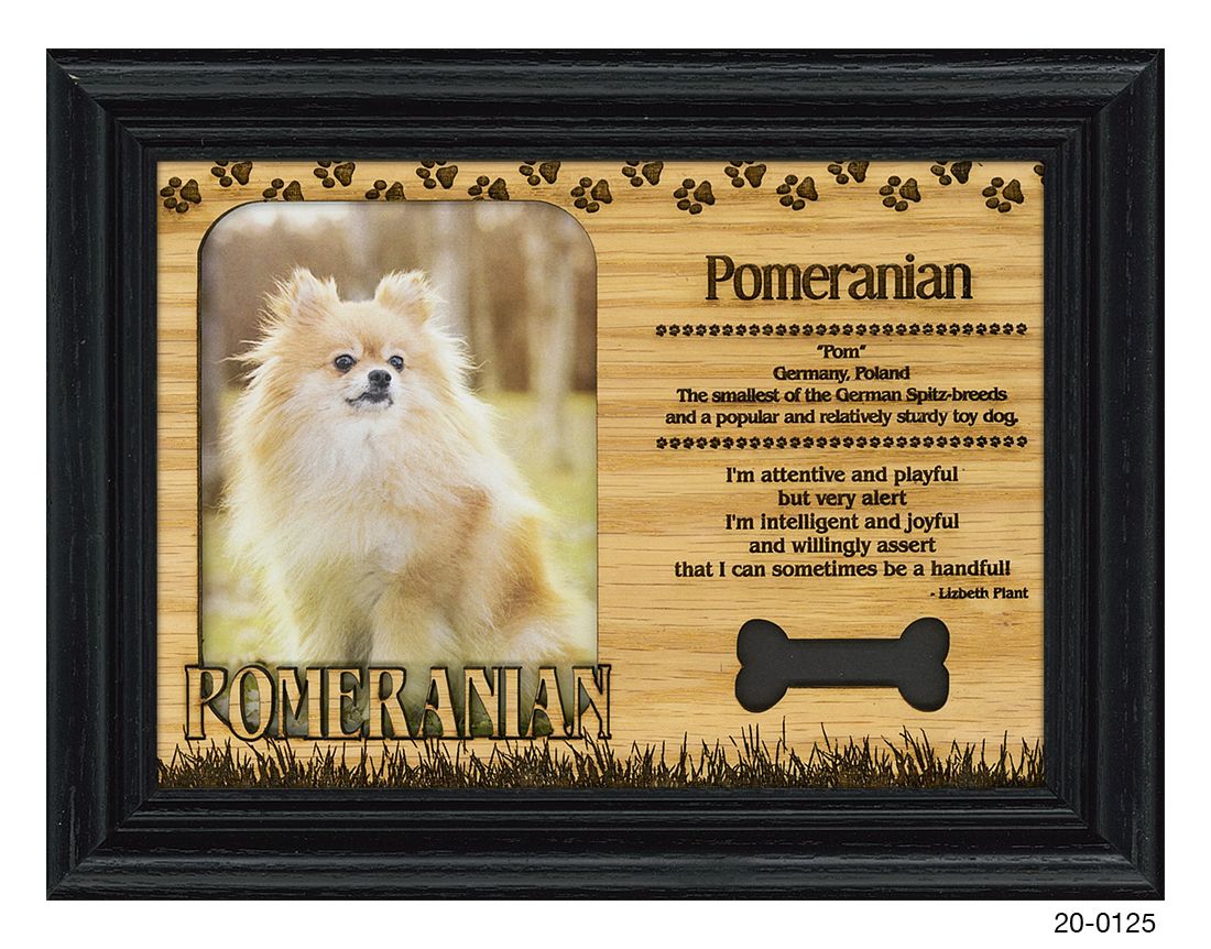 Pomeranian