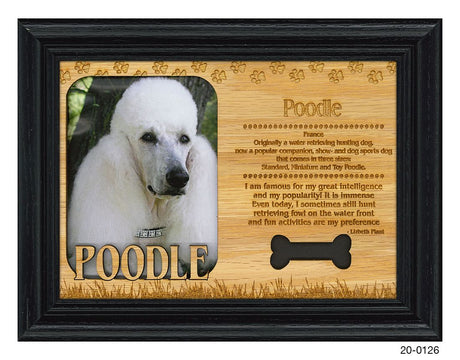 Poodle