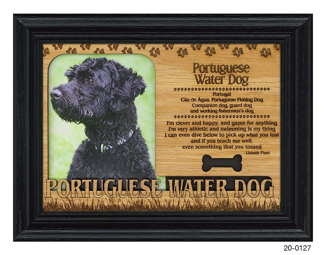 Portuguese Water Dog