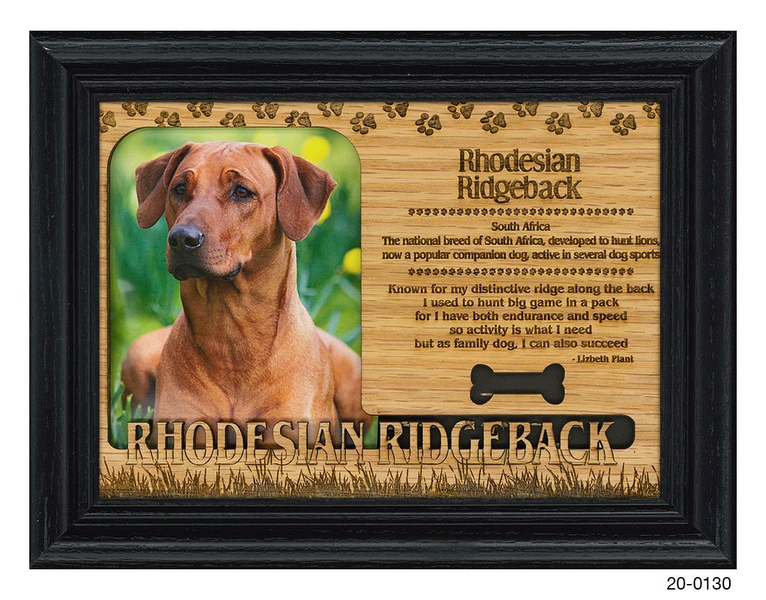 Rhodesian Ridgeback