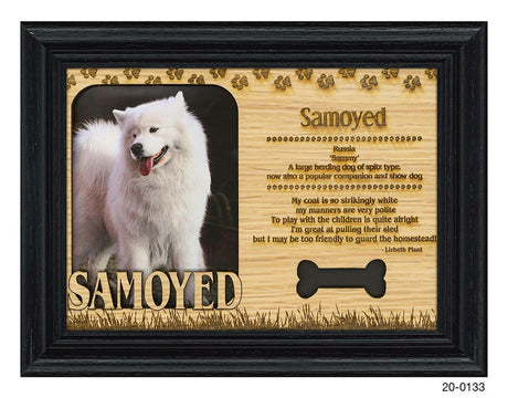 Samoyed