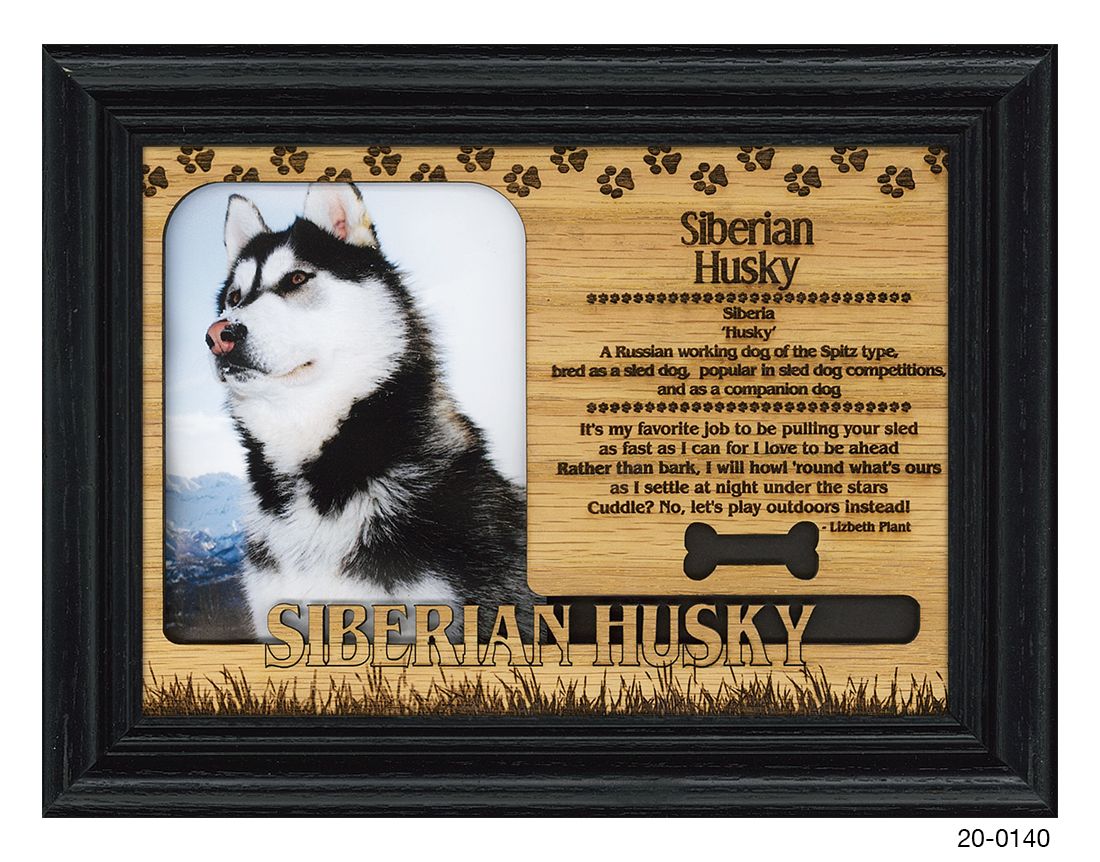 Siberian Husky