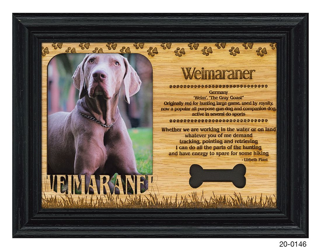 Weimaraner