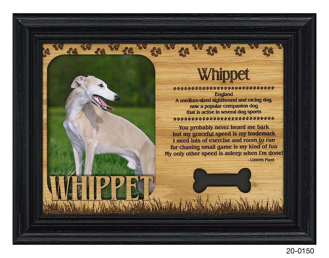 Whippet