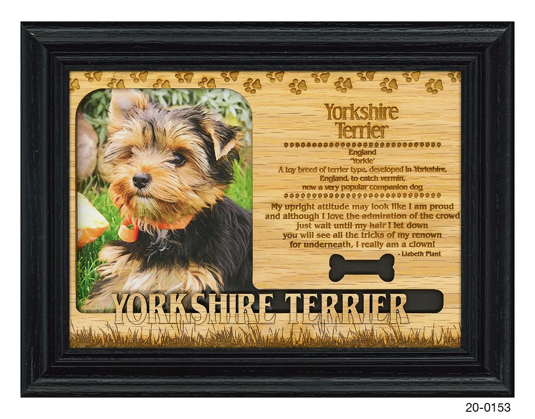 Yorkshire Terrier