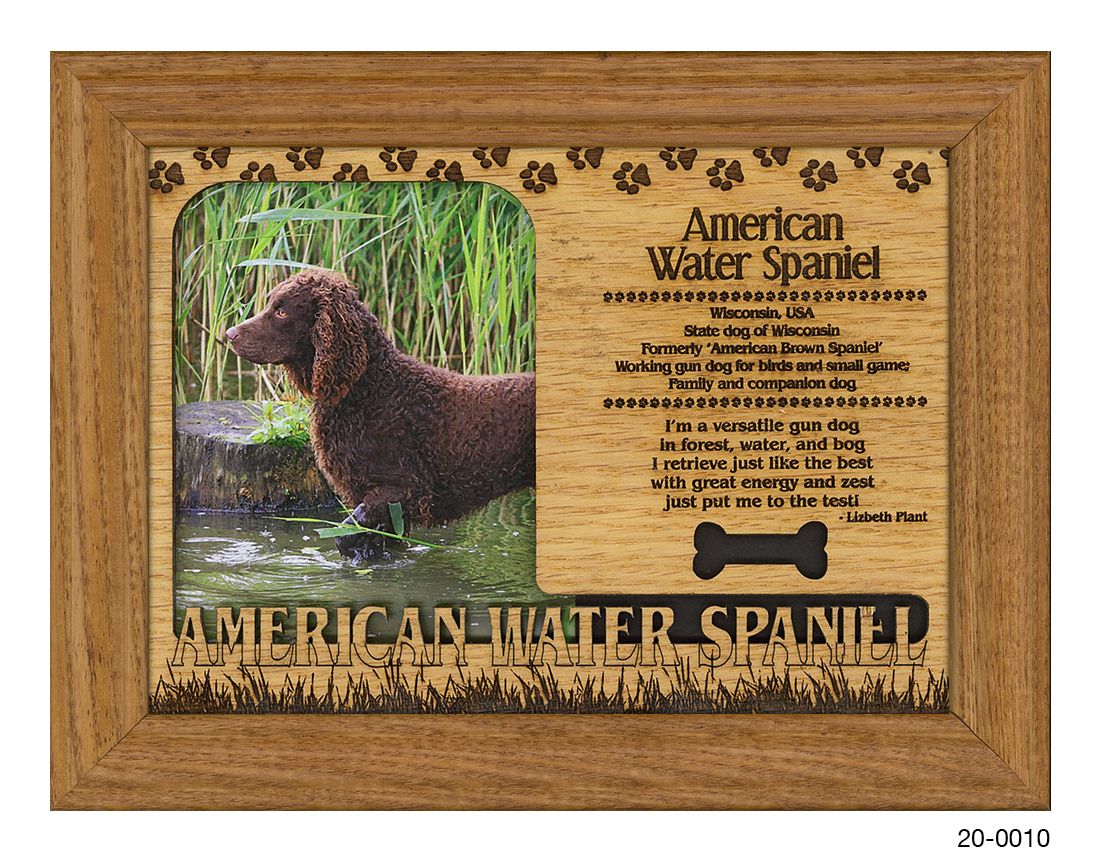 American Water Spaniel