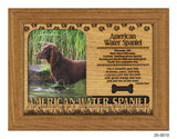 American Water Spaniel