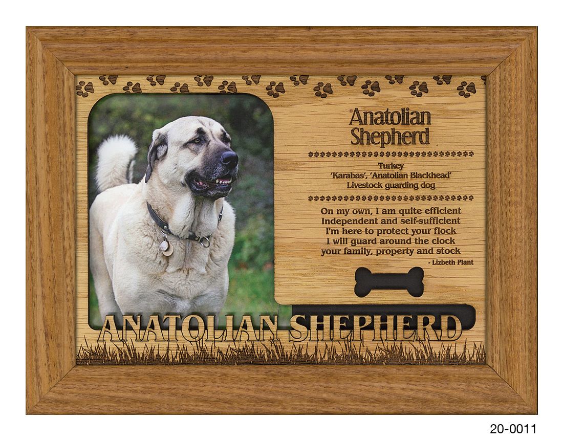 Anatolian Shepherd