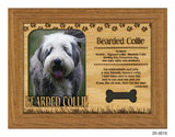 Bearded Collie