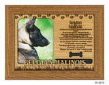 Belgian Malinois