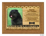 Bouvier Des Flandres