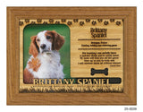 Brittany Spaniel