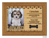 Cavachon