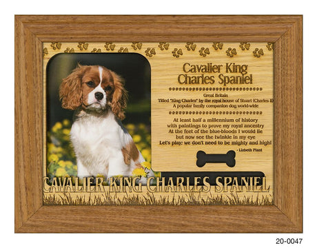 Cavalier King Charles Spaniel