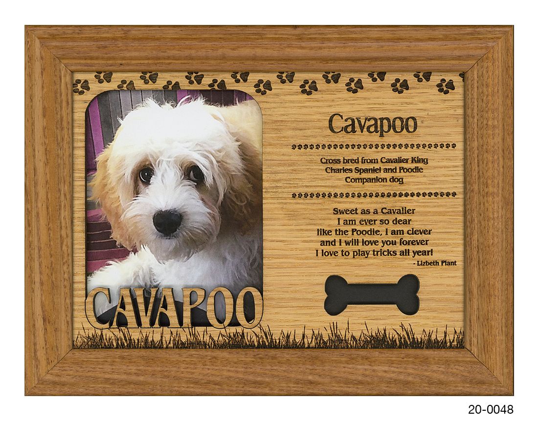 Cavapoo