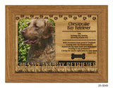 Chesapeake Bay Retriever