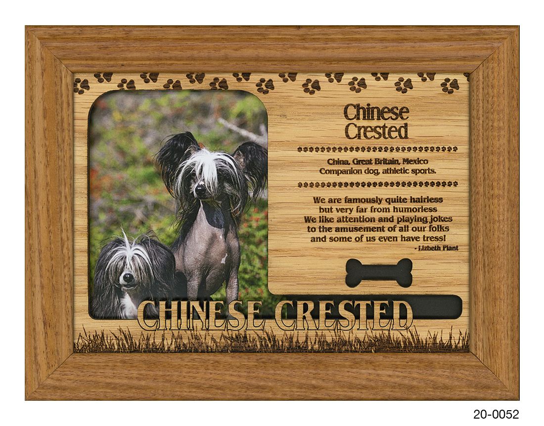 Chinese Crested