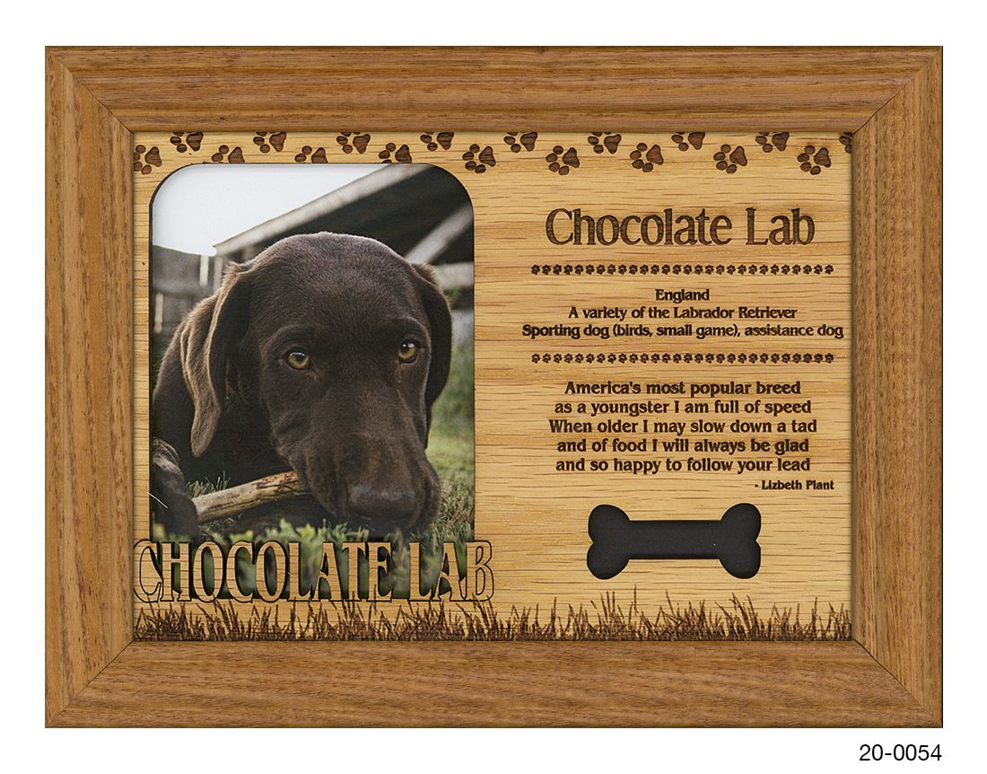 Chocolate Lab