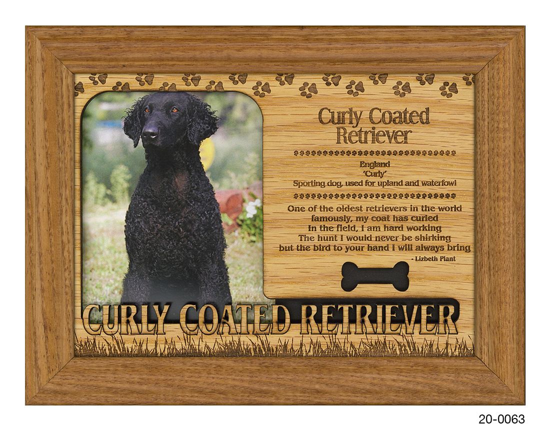 Curly Coated Retriever