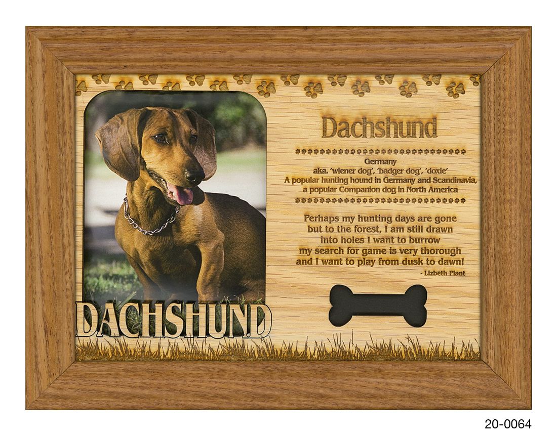 Dachshund