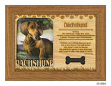 Dachshund