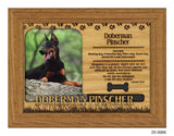 Doberman Pinscher