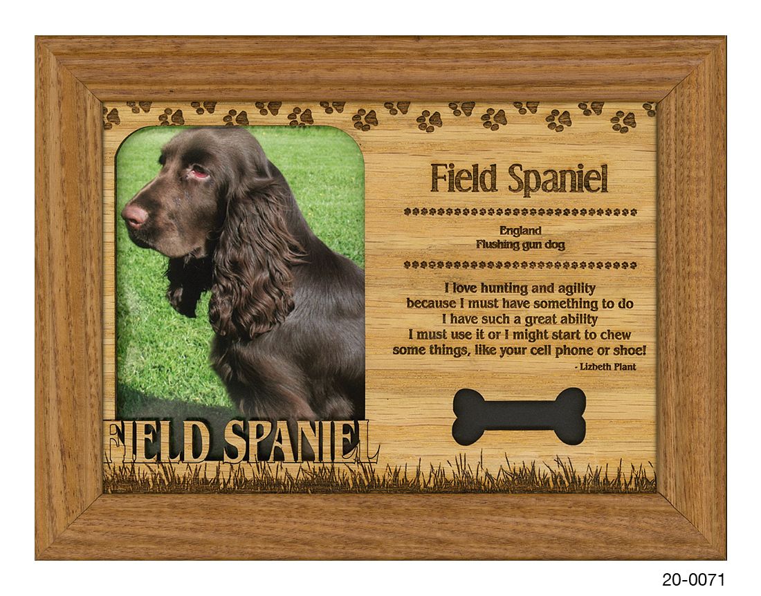 Field Spaniel