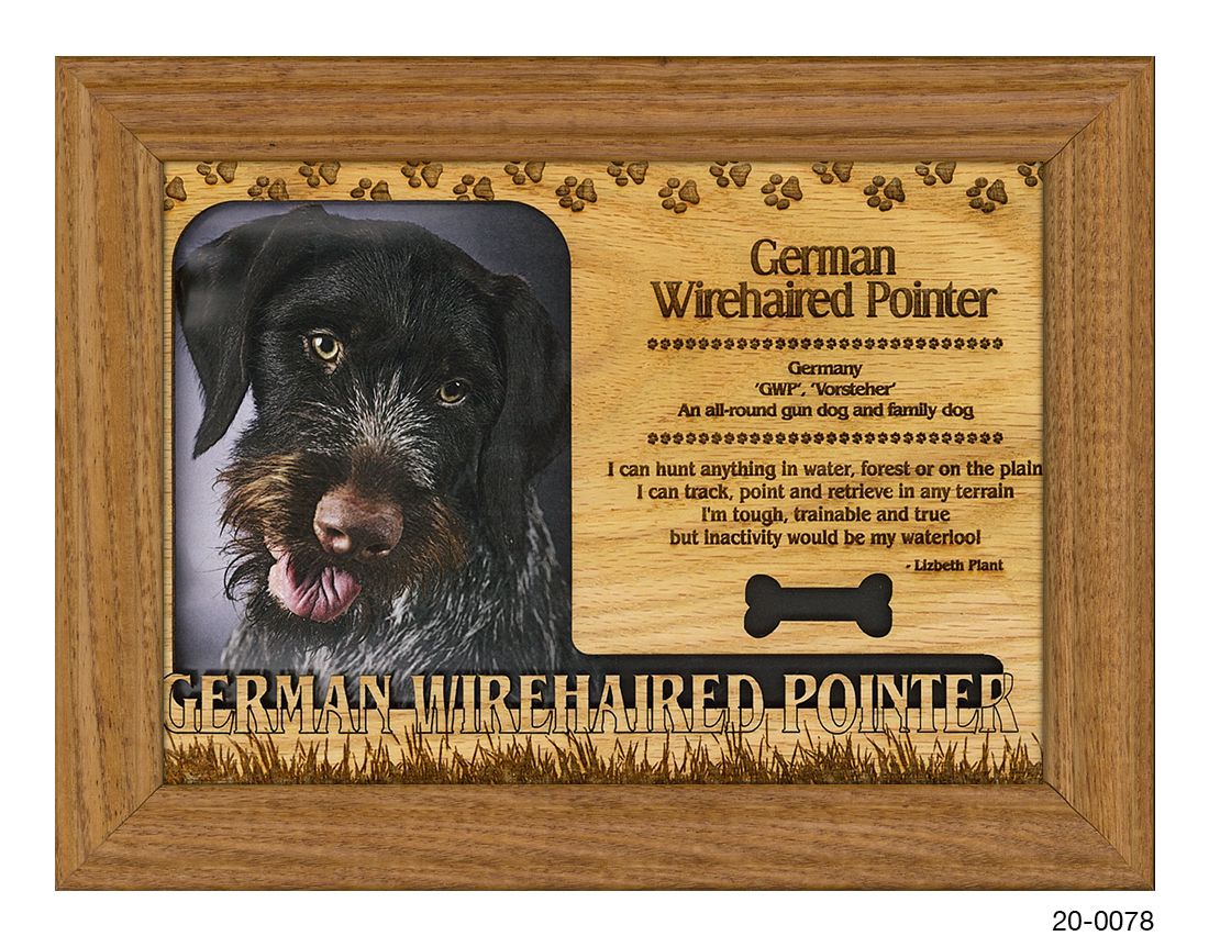 German Wirehaired Pointer