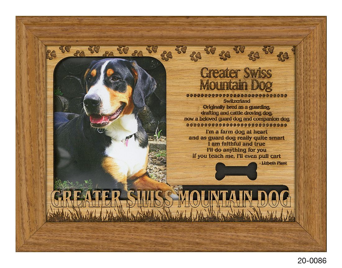 Greater Swiss Mountain Dog