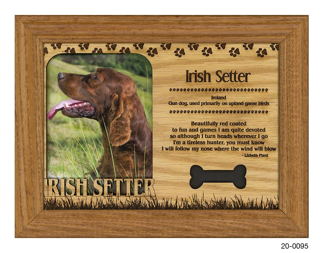 Irish Setter