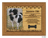 Japanese Chin