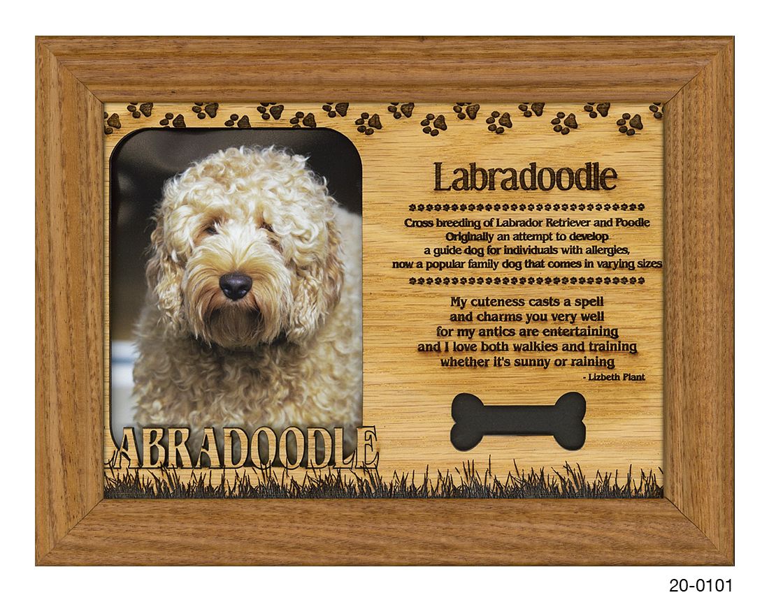 Labradoodle