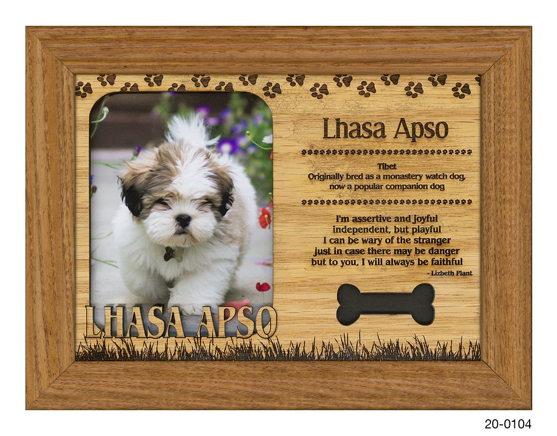 Lhasa Apso