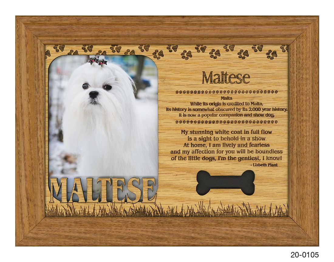 Maltese